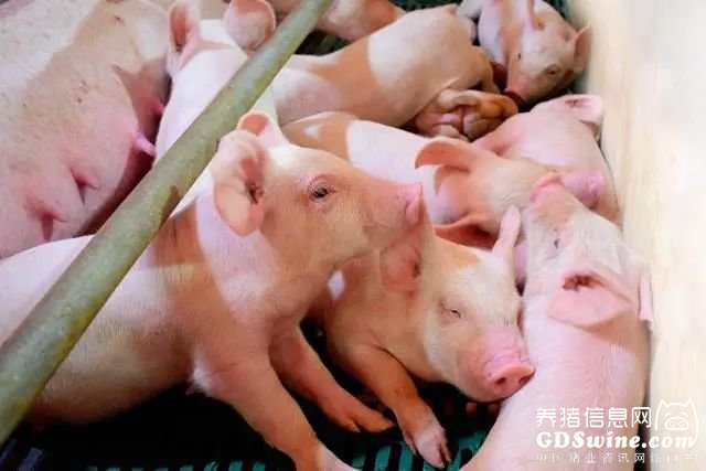 温氏股份：8月销售肉猪收入58.63亿元