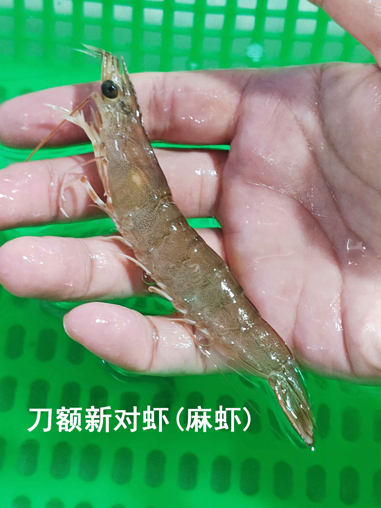 前三季度越南对华虾类出口同比增长65%