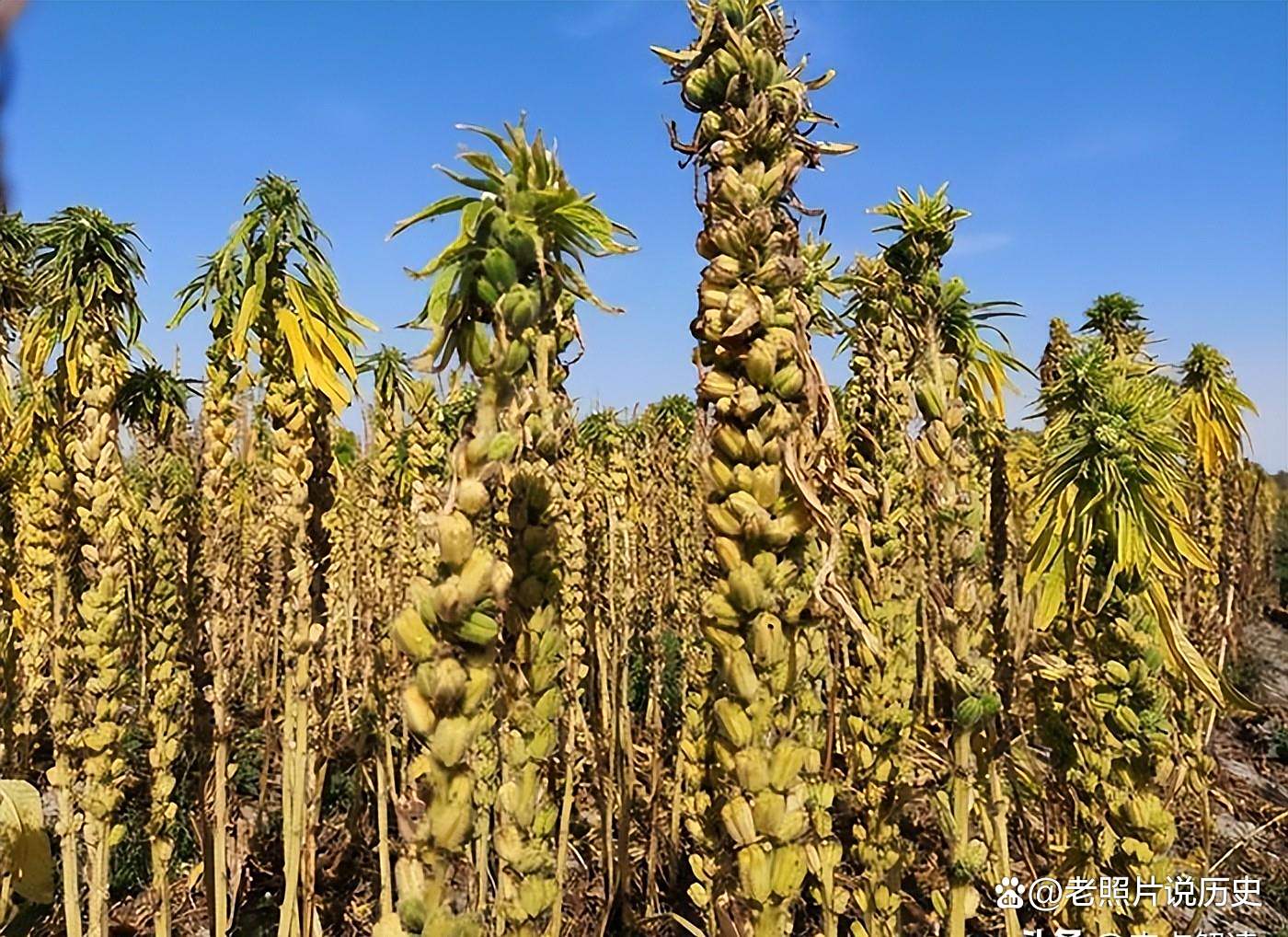 加达里夫州芝麻收获季节开始