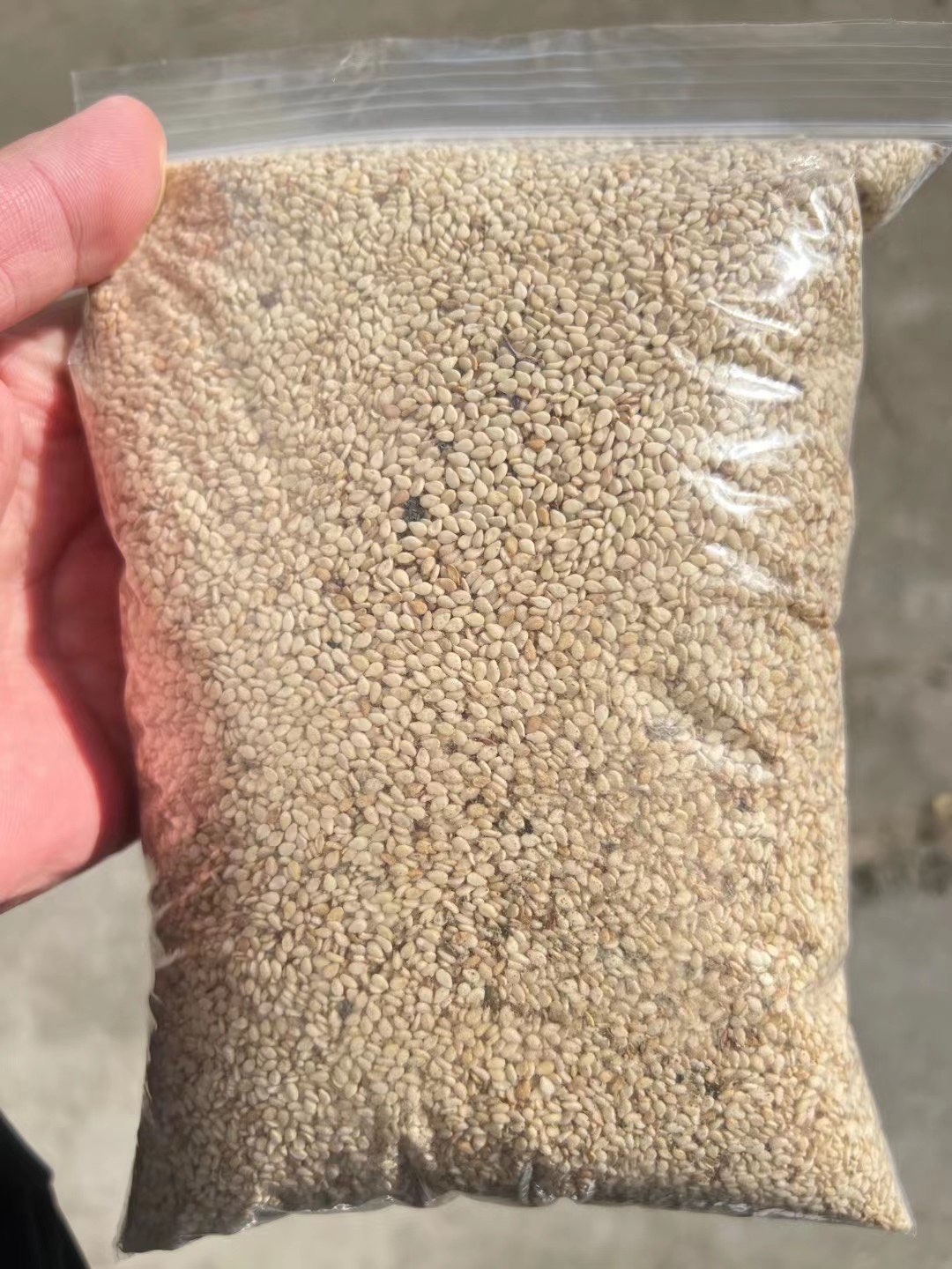 加达里夫州芝麻收获季节开始