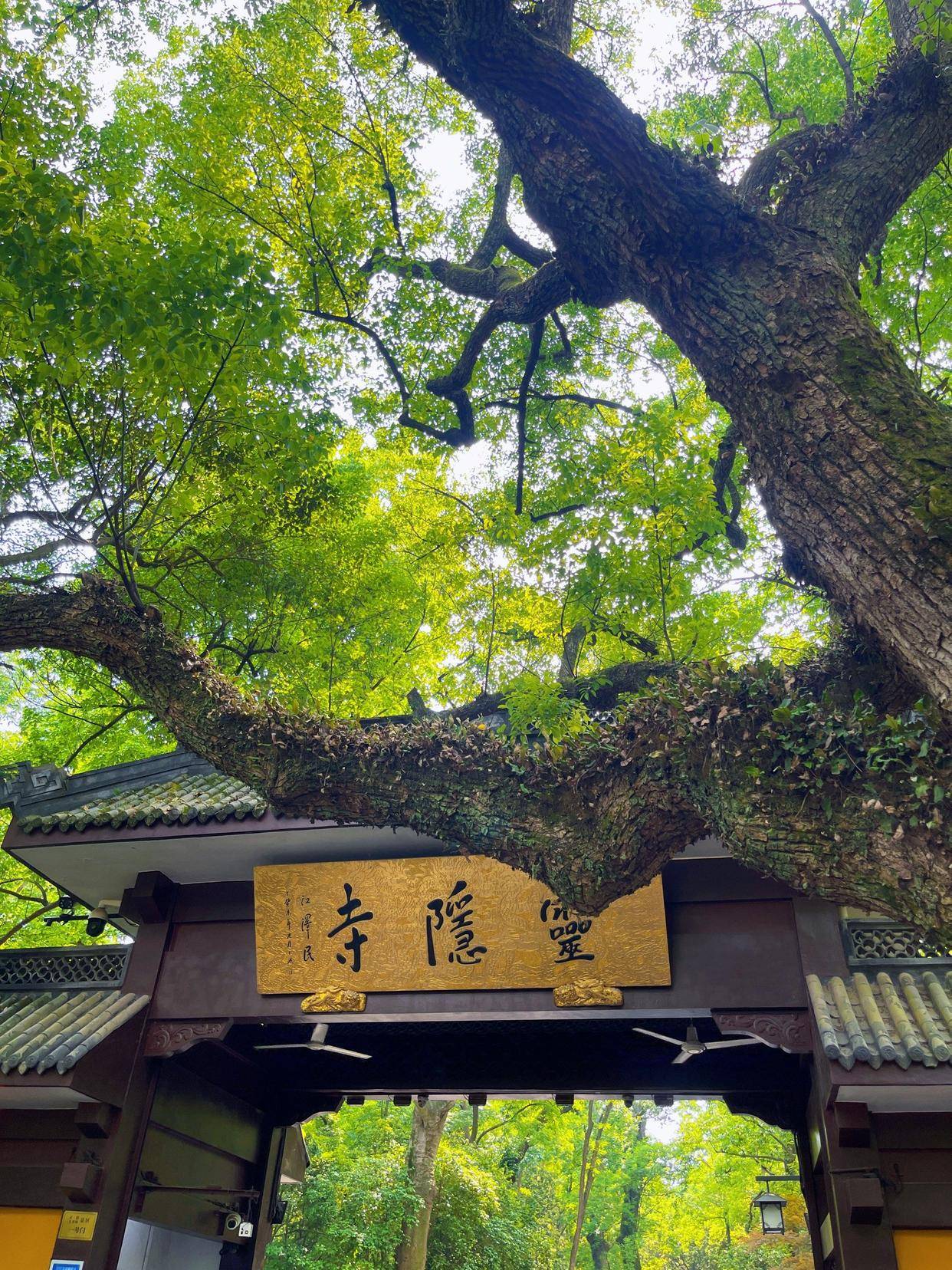 灵隐寺免票需要规则与信用共建