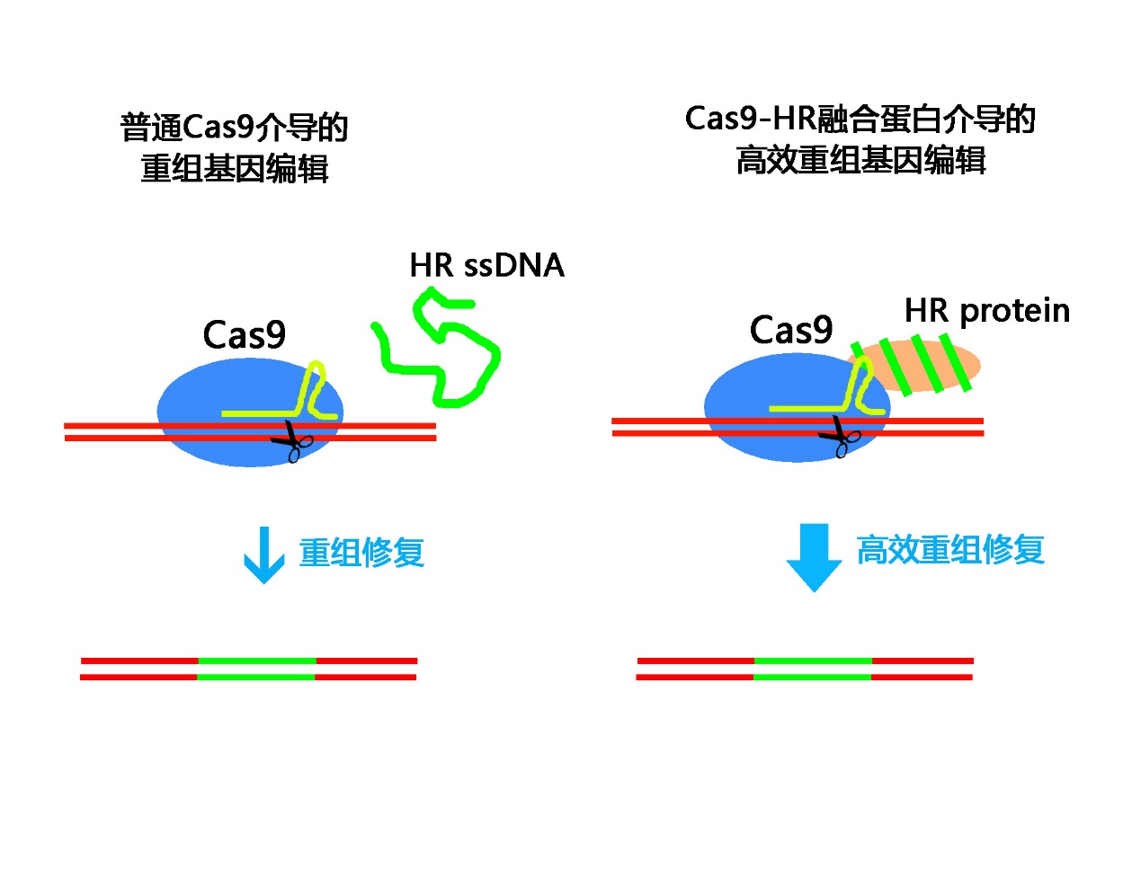 新技术可长时间“监控”细胞的基因活动