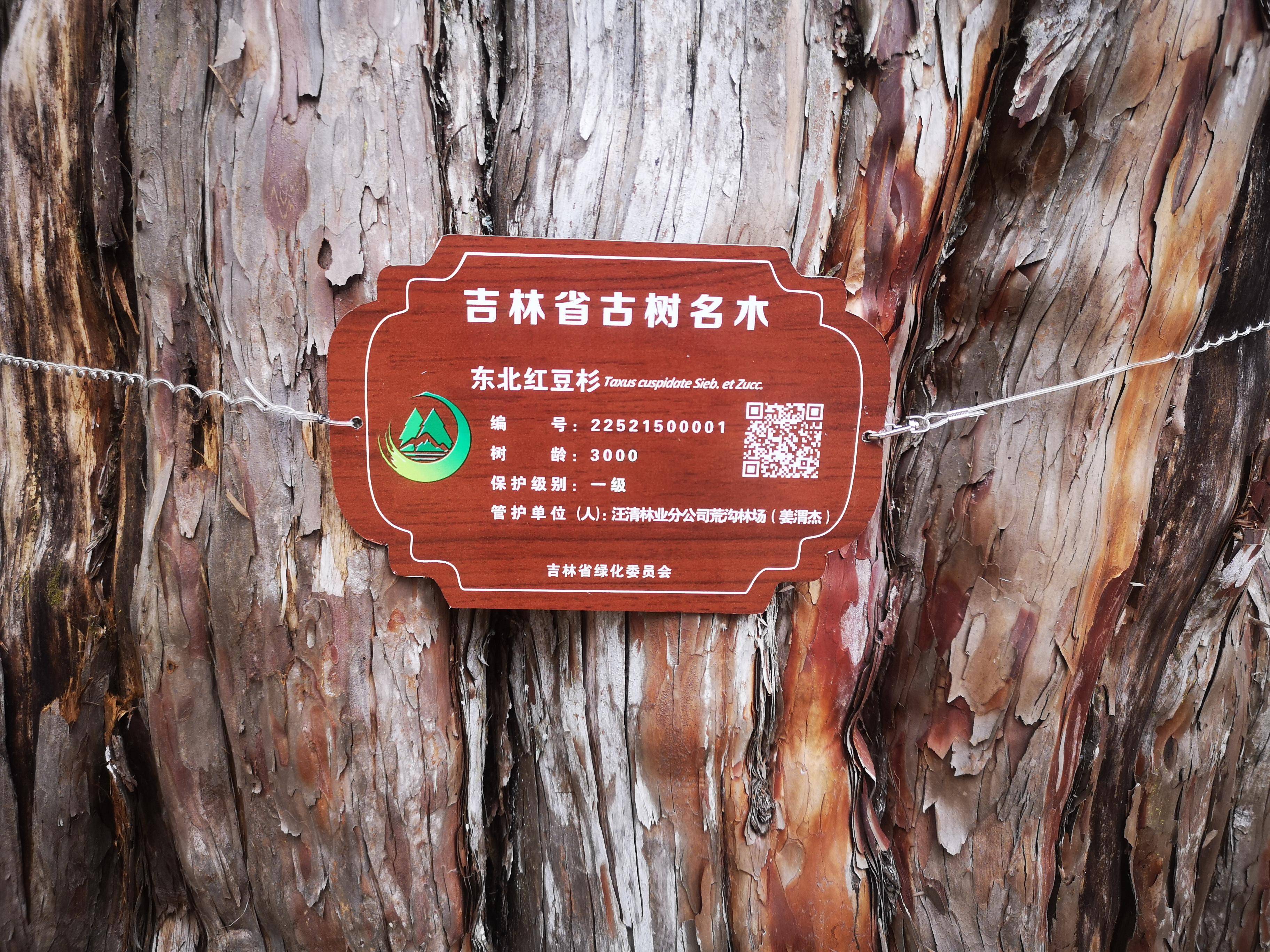 木材:在喀麦隆,6种已登记树种占全国产量的70%