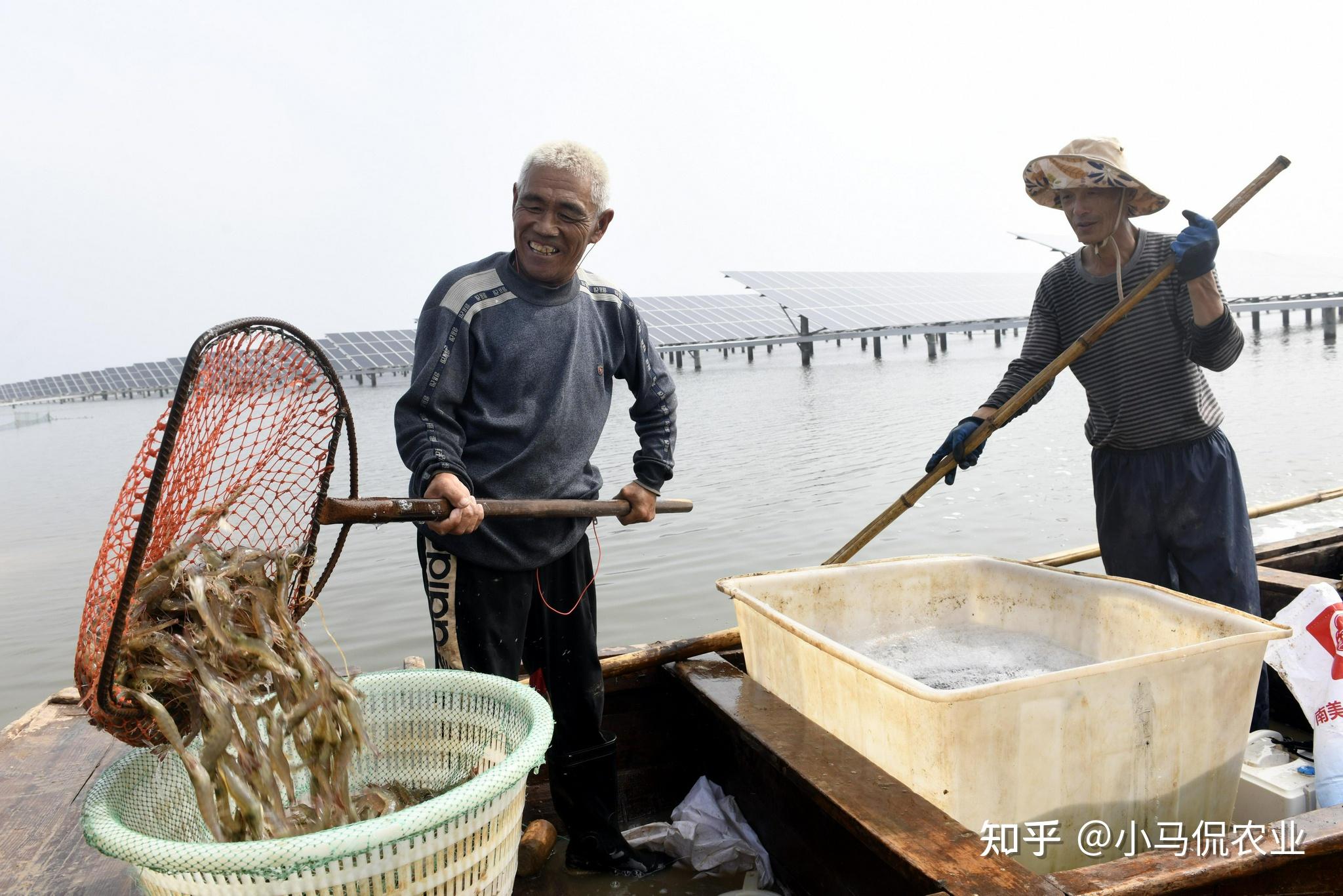 秀我中国丨在上海复兴岛“养虾”是种什么体验?