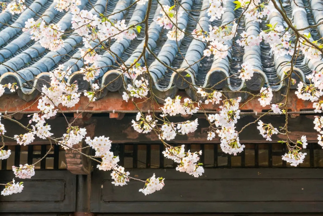 星空有约丨春暖花开之际,天琴座流星雨将迎来极大