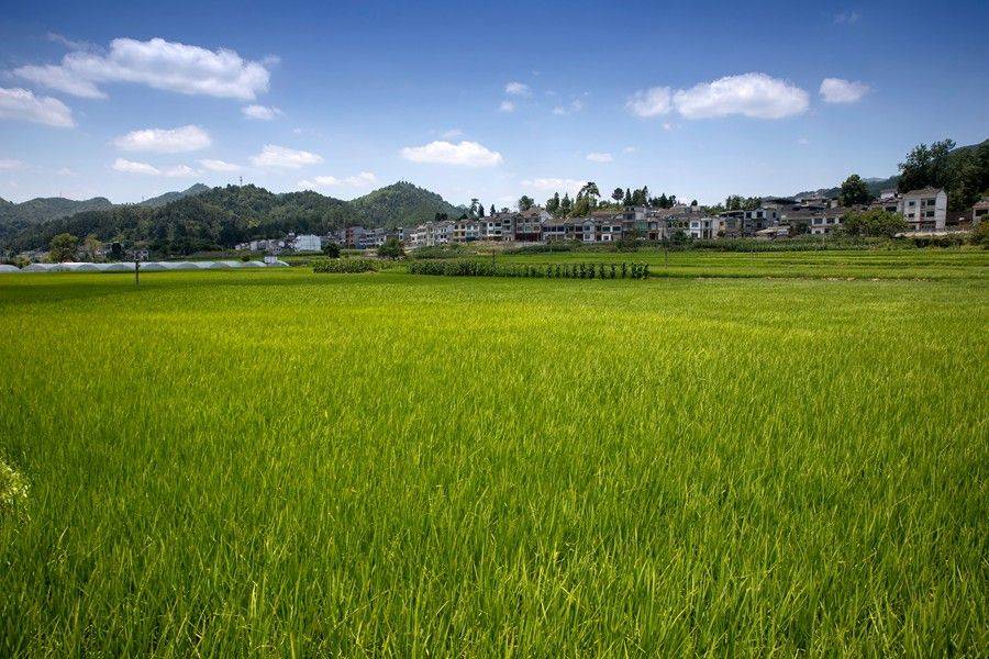 吉林延边州：棚膜经济激活乡村振兴新动能
